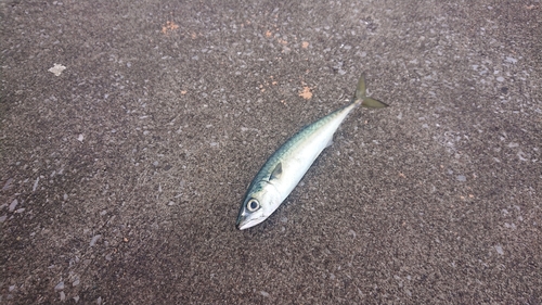 マサバの釣果