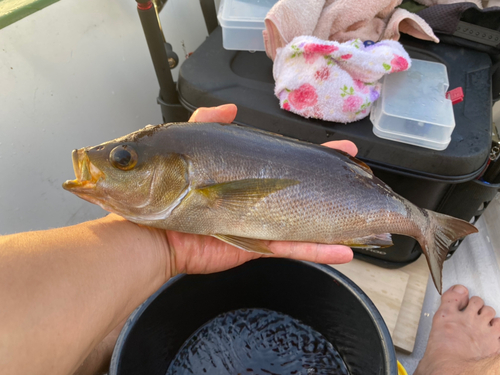 イサキの釣果