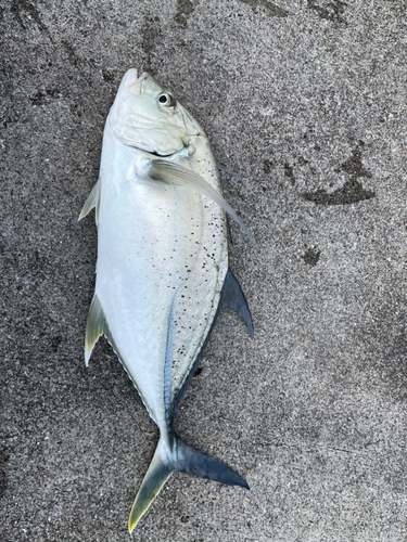 オニヒラアジの釣果