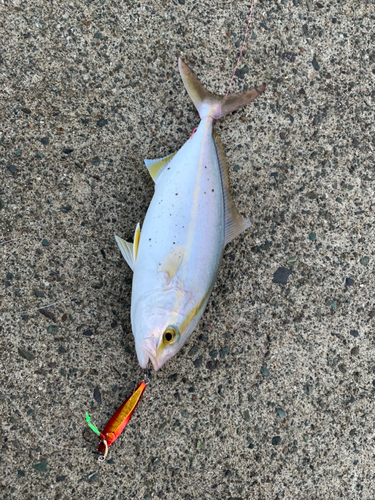 カンパチの釣果