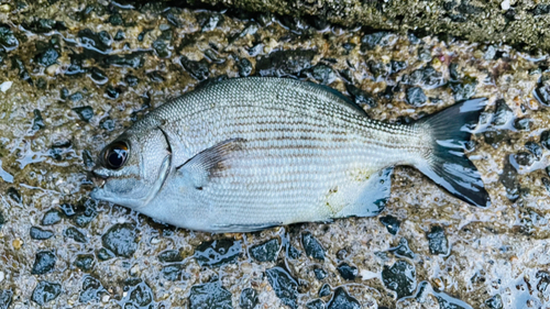 イスズミの釣果