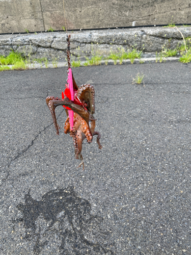 タコの釣果