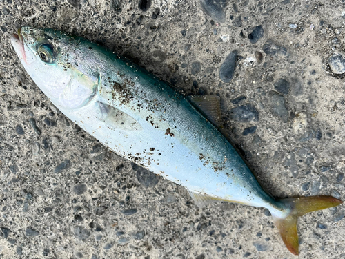 ワカナゴの釣果