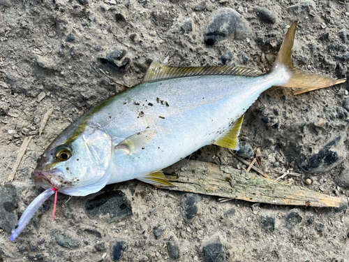 カンパチの釣果