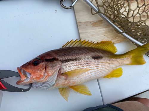 ヨコスジフエダイの釣果