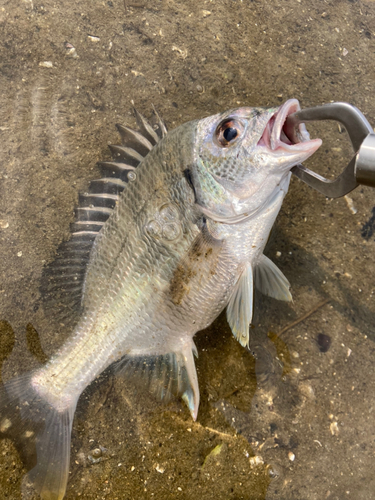 キビレの釣果