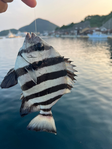 イシダイの釣果