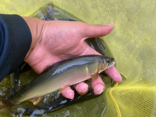 アユの釣果