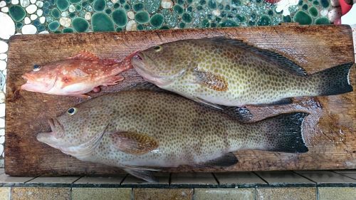 オオモンハタの釣果