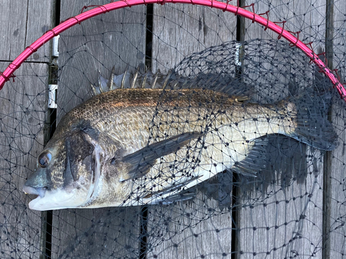 チヌの釣果