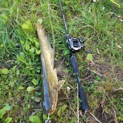 ナマズの釣果