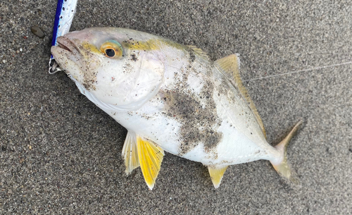 ショゴの釣果