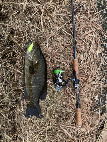 スモールマウスバスの釣果