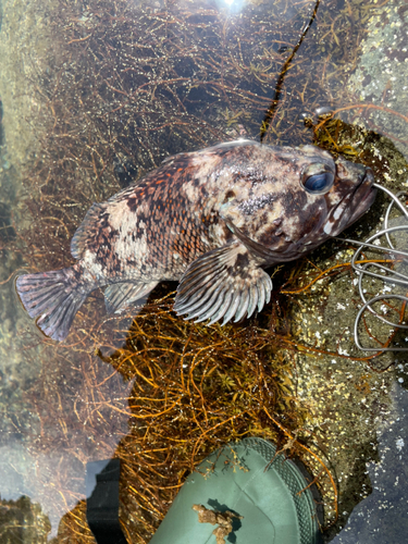 ハチガラの釣果