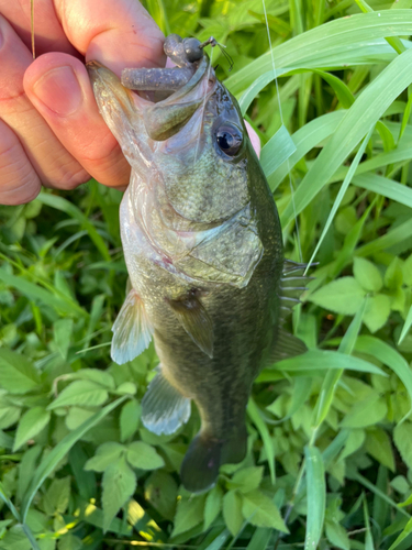 ブラックバスの釣果