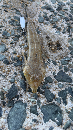 ネズミゴチの釣果