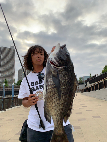 チヌの釣果