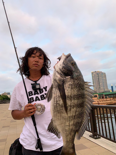 チヌの釣果