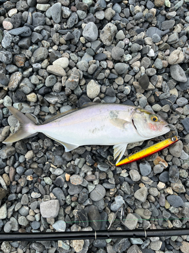 ショゴの釣果