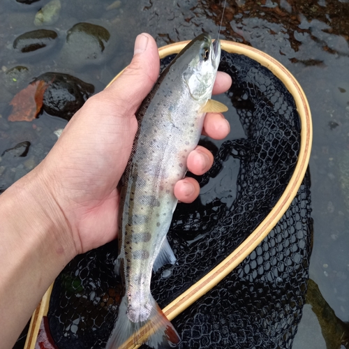 アマゴの釣果