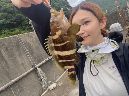 アオハタの釣果