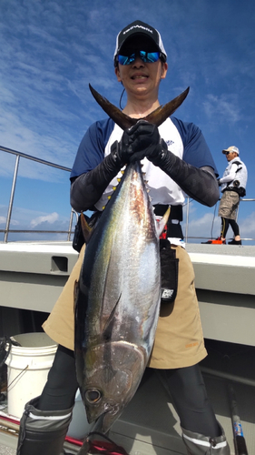 メバチマグロの釣果