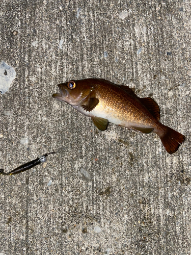 エゾメバルの釣果