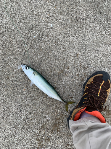 サバの釣果