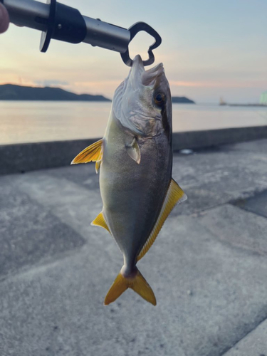 ネリゴの釣果