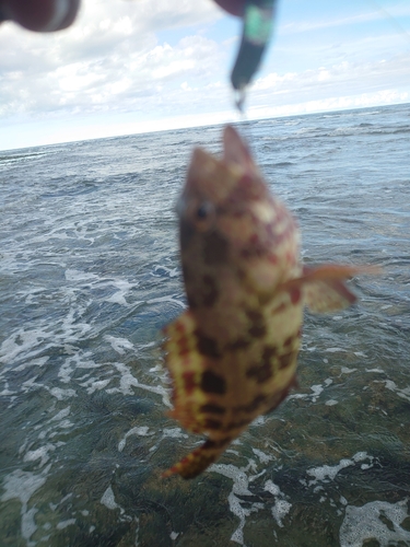 イシミーバイの釣果