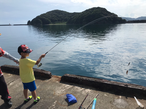 グレの釣果