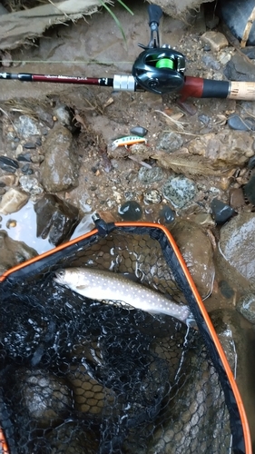 イワナの釣果