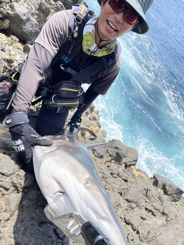 サメの釣果