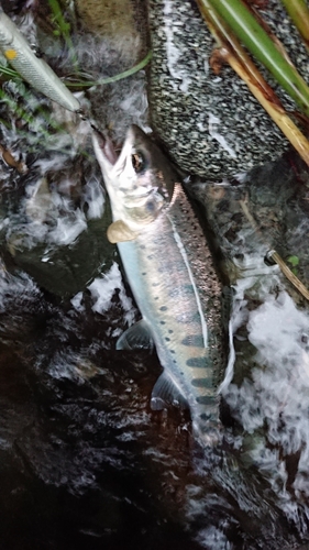 ヤマメの釣果