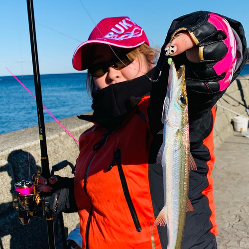 カマスの釣果