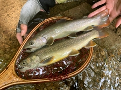 ニッコウイワナの釣果