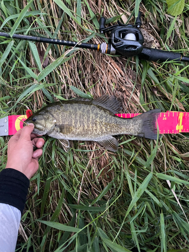 スモールマウスバスの釣果