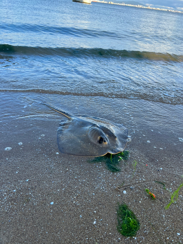 アカエイの釣果