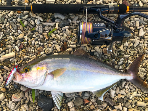 ショゴの釣果