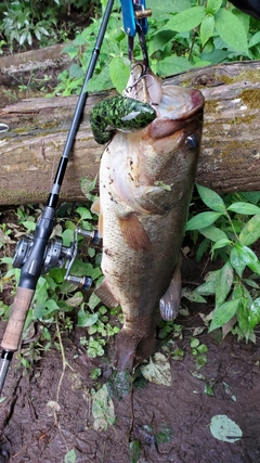 ブラックバスの釣果