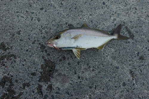 ショゴの釣果