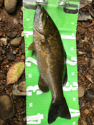 スモールマウスバスの釣果