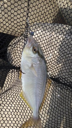 ショゴの釣果