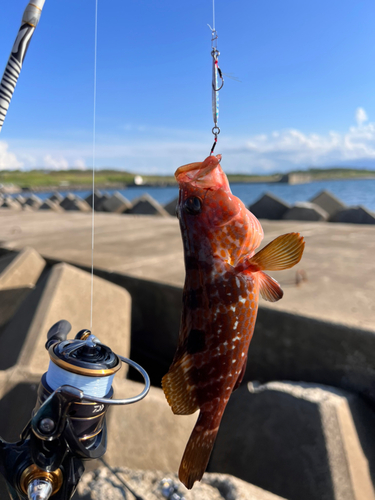 キジハタの釣果