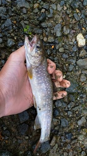 イワナの釣果