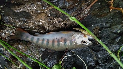 ヤマメの釣果