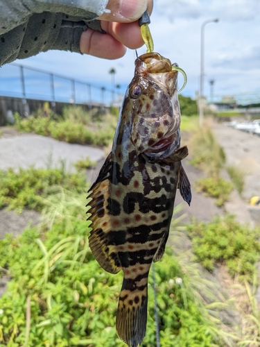 チャイロマルハタの釣果