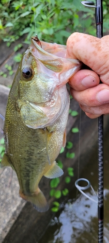 ラージマウスバスの釣果