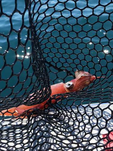 ケンサキイカの釣果