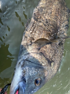 チヌの釣果